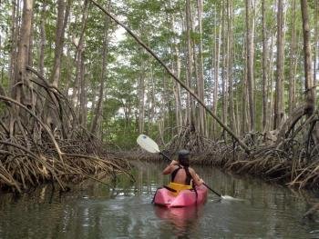 Kayak en el manglar, Pacífico Sur, Costa Rica photo